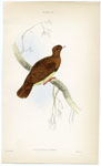 Peristrea Cuprea