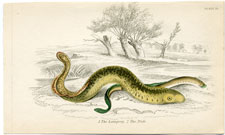 The Lamprey (eel), The Pride