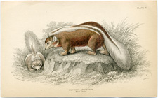 Mephitis Chilensis