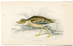 Common Thick-Knee