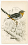 Whiskered Fantail