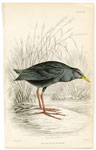 Yellow-billed Waterhen