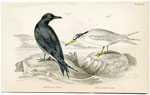 The Black and Lesser Tern