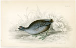 Common Coot