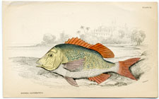 Edible Lethrynus