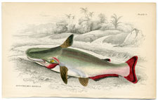 Hypothalmus Davalla