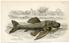Acanthicus Histrix (Fort St. Joaquim in the distance)