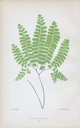 ADIANTUM PEDATUM