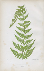 CYSTOPTERIS BULBIFERA