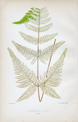 CHEILANTHES FARINOSA