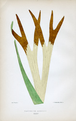 PLATYCERIUM ALCICORNE