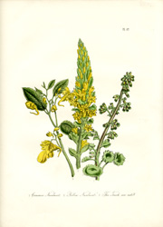 British Wild Flowers by Mrs. Loudon