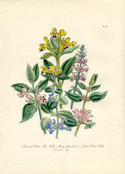 British Wild Flowers by Mrs. Loudon
