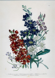 Mrs. Loudon's Ladies' Flower-Garden of Ornamental Annuals
