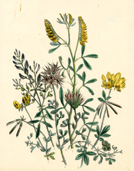 TREFOIL