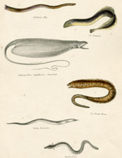 Hag, Lamprey, etc.