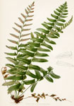Christmas Shield-Fern