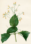 Collinson's Flower