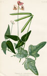 Diverse-leaved Kidney-Bean