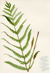 Common Chain Fern