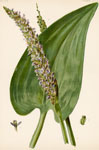 Pickerel Weed