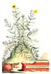 Abraham Munting botanical print from 1696