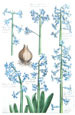 1627 engraving from Daniel Rabel of Hyacinths