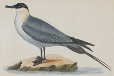BUFFON'S SKUA
