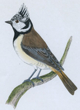 CRESTED TIT