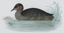 DABCHICK