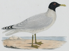 GREAT BLACK-HEADED GULL