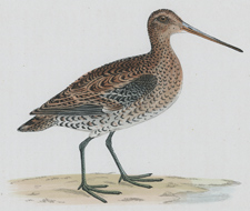 GREAT SNIPE