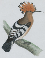 HOOPOE
