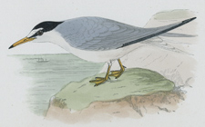 LESSER TERN