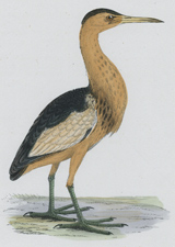 LITTLE BITTERN
