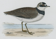 LITTLE RINGED DOTTEREL