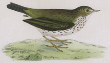 MEADOW PIPIT