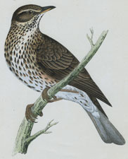 REDWING