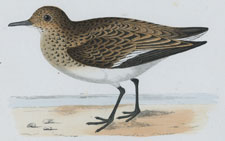 SANDERLING