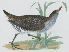 SPOTTED CRAKE