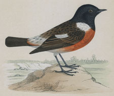 STONECHAT