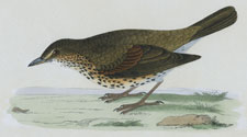 THRUSH