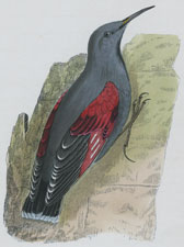 WALL CREEPER