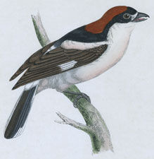 WOODCHAT