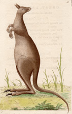 Plate 33 Great Kanguroo