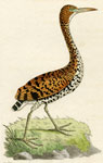 621 Tiger Bittern