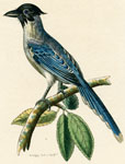 Cyanean Crow