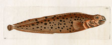Panther Anarhichus