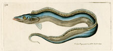 Silver Trichiure