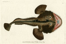 European Frogfish